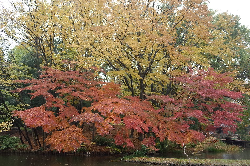 http://www.grblog.jp/2014/11/27/201411-minew-Trees_s1024.jpg