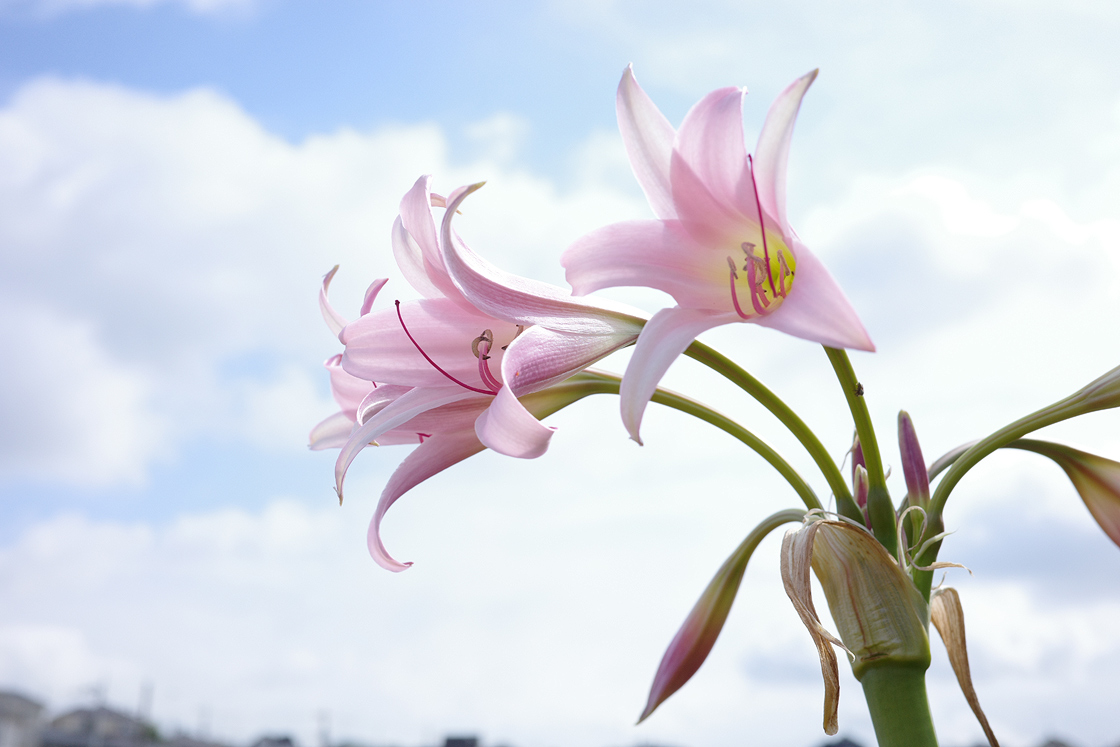 GR IIIx で撮る花と生き物 （みにゅう） | GR official | リコー公式コミュニティサイト