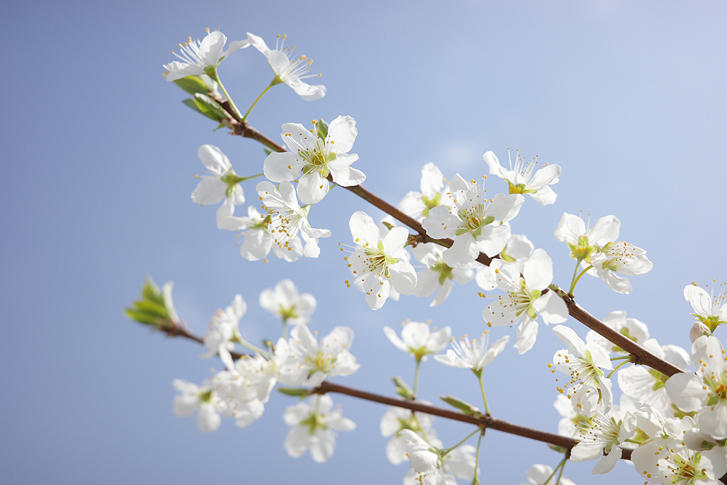 桜散る Cherry0_727x485.jpg