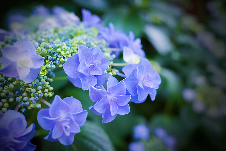 紫陽花の季節 （いなば） | GR official | リコー公式コミュニティサイト