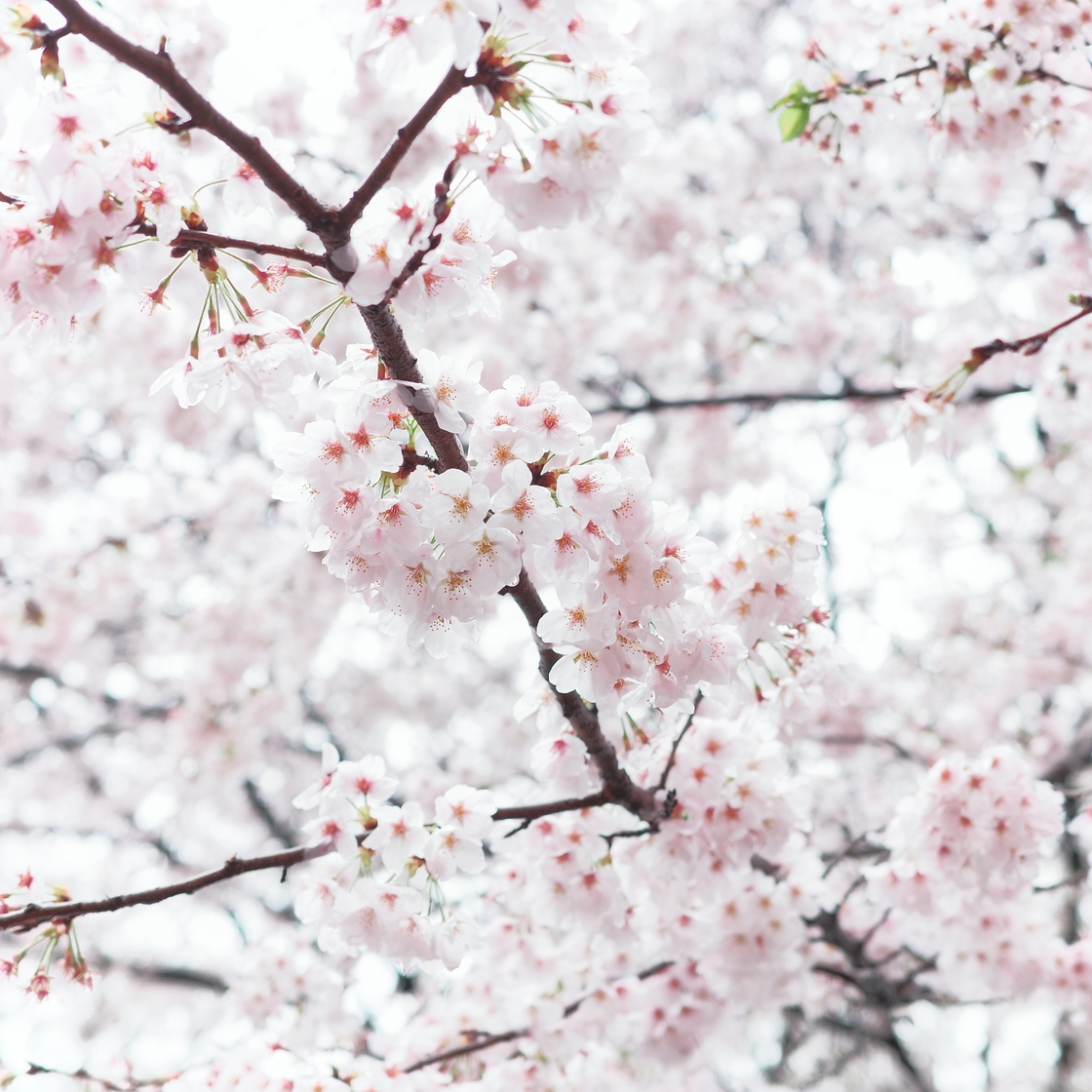 アールビバン／ごとP「桜の花びら舞い散る頃」 桜の花びらが散る頃 - YouTube
