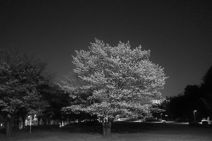 ✨ショット数4703回✨インスタ撮影✨GR DIGITAL III　487 GR3_Sakura_SoftBW_iso5000_727x